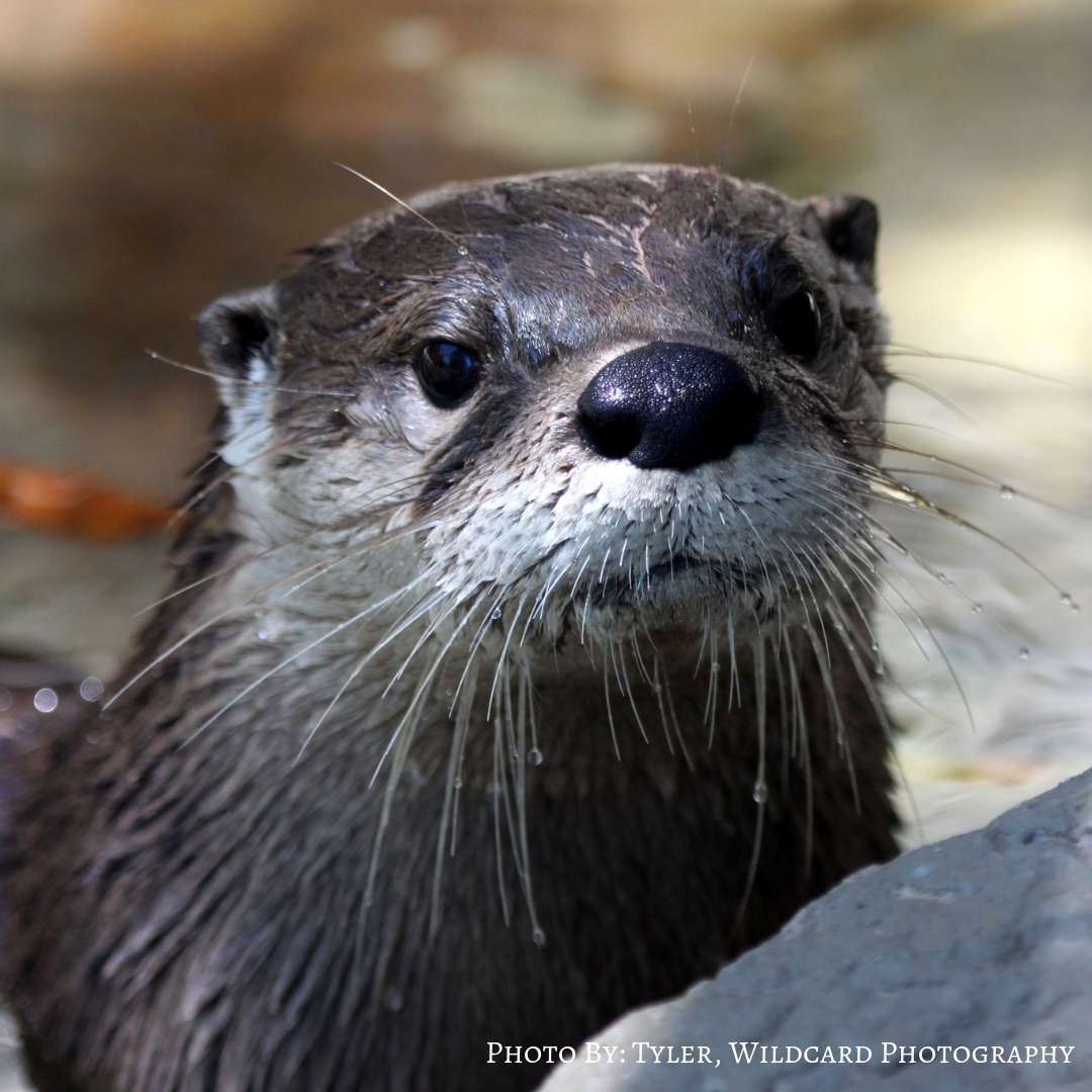 North American River Otter wet
