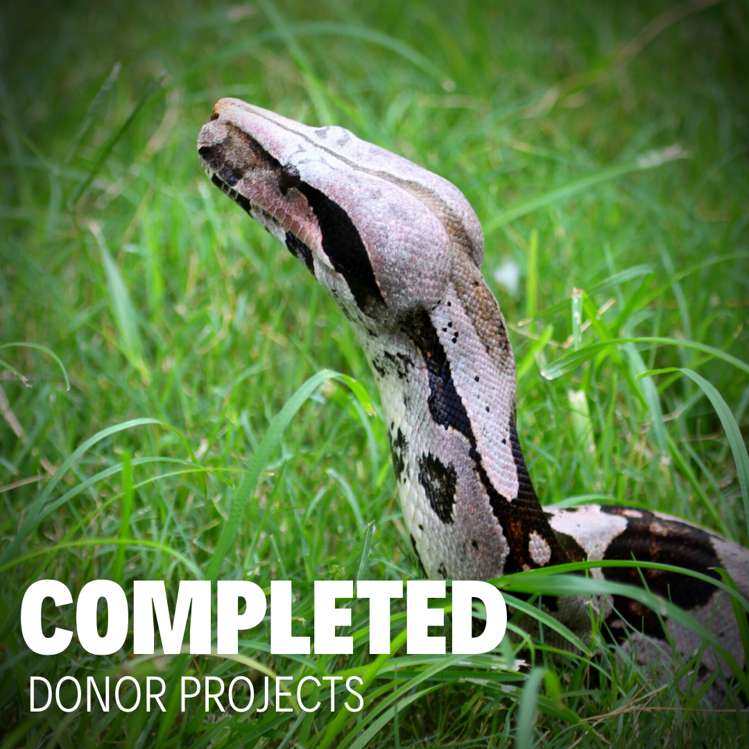 Common Boa periscoping through grass with Complete Donor Projects text