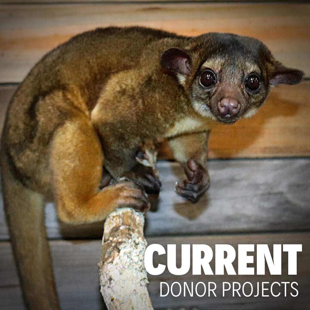Kinkajou on branch with Current Donor Projects text