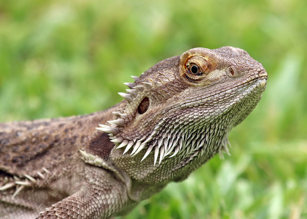 The Bearded Lady SM.jpg