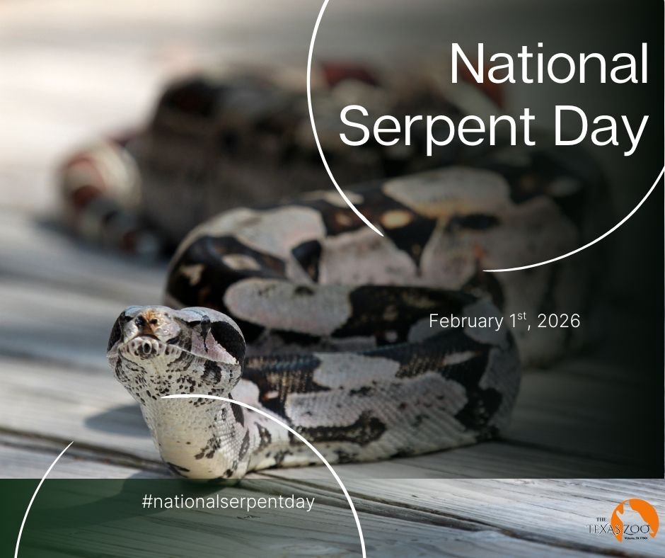 February 1st - National Serpent Day.jpg