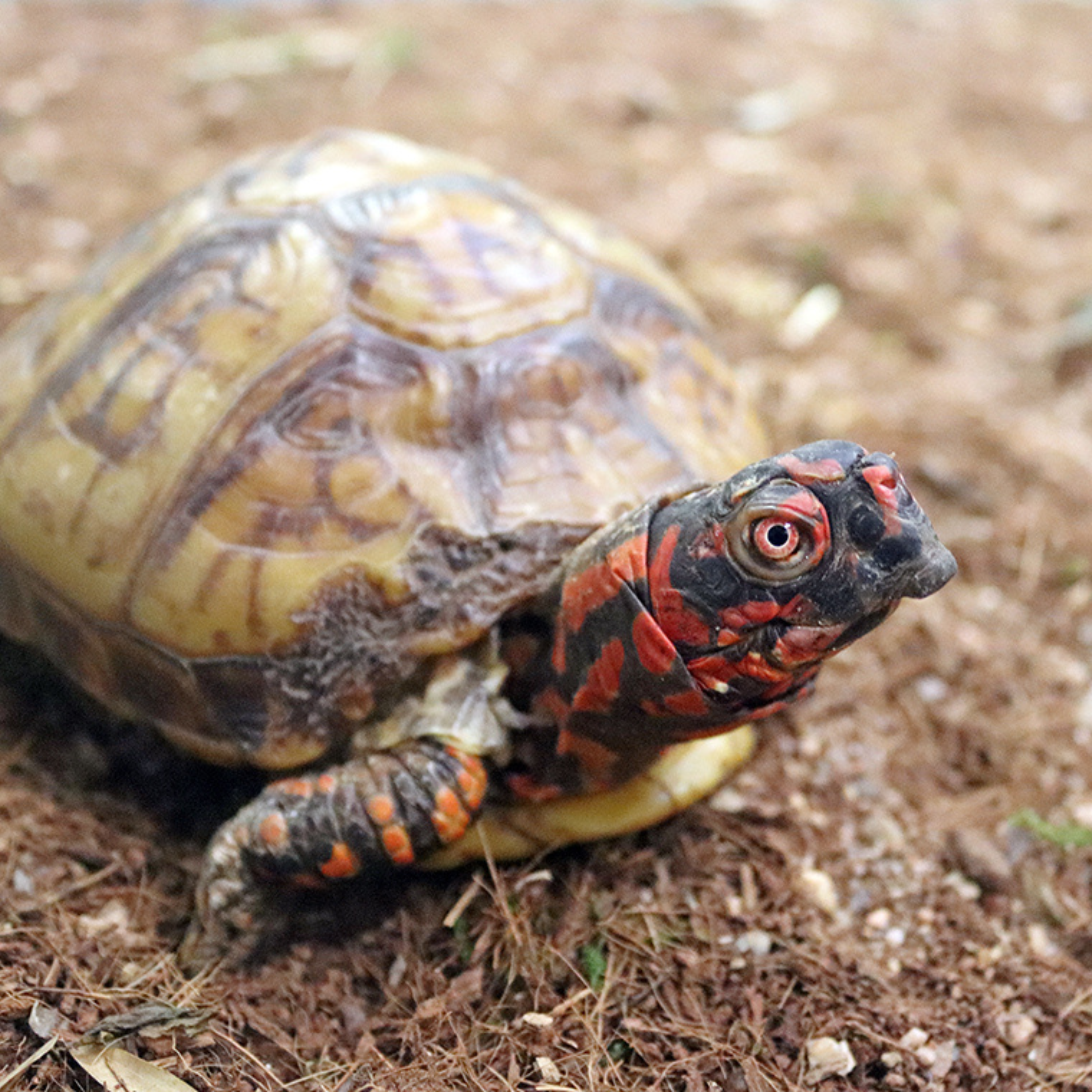 Dr. Doom, Three-Toed Box Turtle